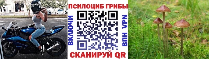 где купить   Галич  Галлюциногенные грибы MAGIC MUSHROOMS 